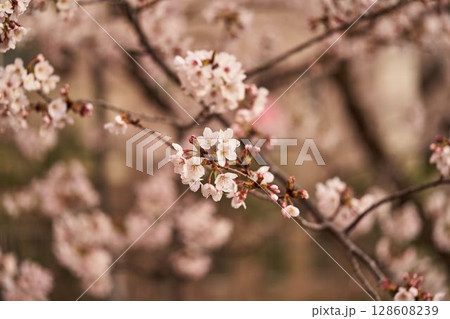神奈川県 麻生川の桜 神奈川県 麻生川の桜 128608239