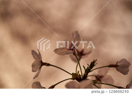 神奈川県　麻生川の桜 128608250