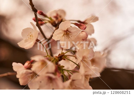 神奈川県 麻生川の桜 神奈川県 麻生川の桜 128608251