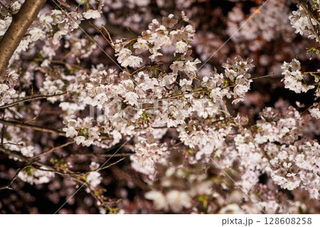 神奈川県　麻生川の夜桜 128608258