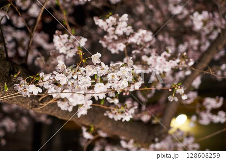 神奈川県 麻生川の夜桜 神奈川県 麻生川の夜桜 128608259