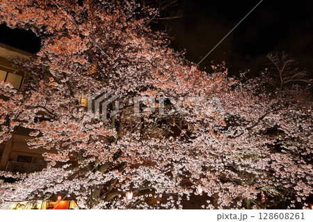 神奈川県　麻生川の夜桜 128608261