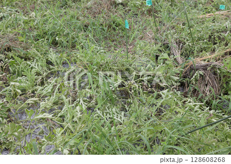 スイカの厄介な病気、ツル枯れ病 128608268