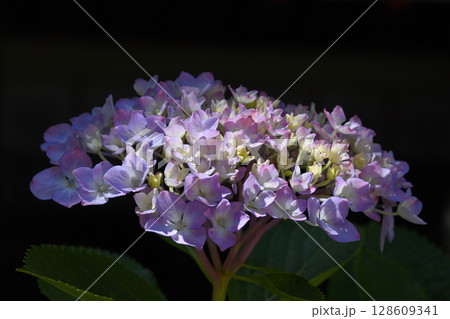 紫陽花 128609341