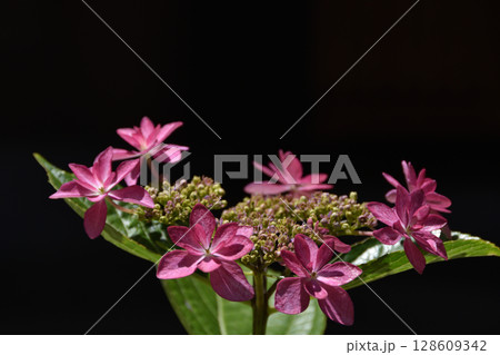 紫陽花 紫陽花 128609342