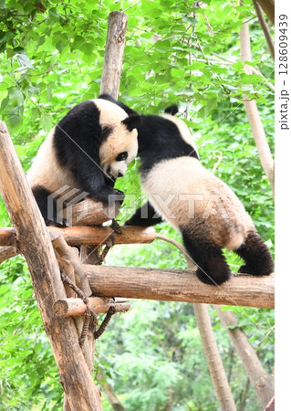 高所の丸太の上で、バトるジャイアントパンダ 高所の丸太の上で、バトるジャイアントパンダ 128609439