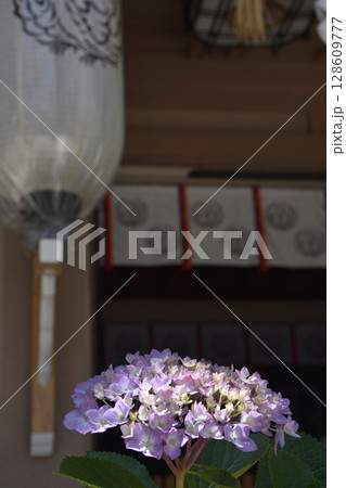 坐摩神社の紫陽花 坐摩神社の紫陽花 128609777
