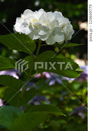 坐摩神社の紫陽花 坐摩神社の紫陽花 128609779