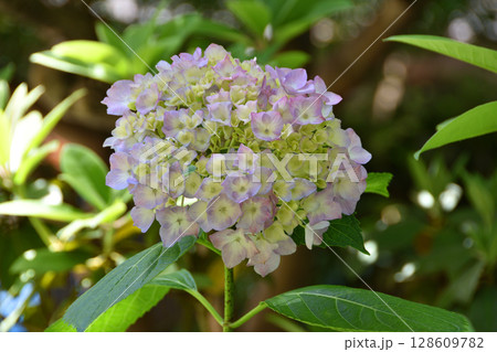 坐摩神社の紫陽花 128609782