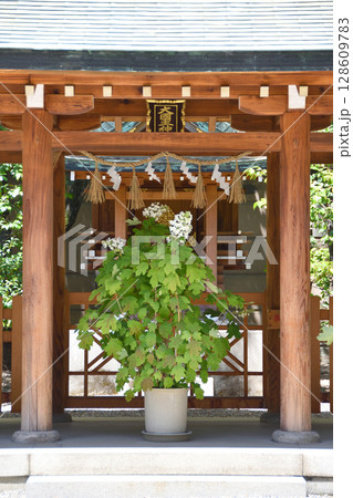 坐摩神社の大手毬 坐摩神社の大手毬 128609783