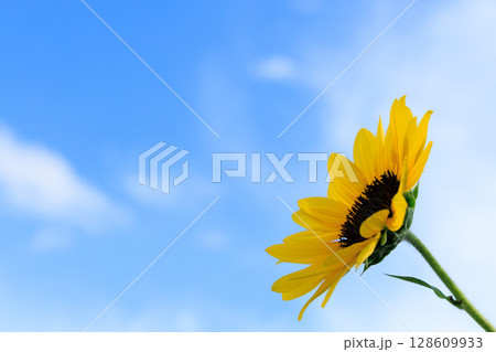 青空に映える一輪のひまわりの夏らしい写真 128609933