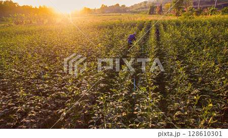 Aerial view of Roselle and Okra Fields Awaken in Golden Light 128610301