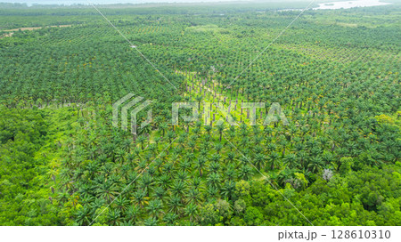 Aerial View of Palm Plantation and Forest Edge 128610310