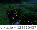 川の上に舞うゲンジボタル 128610437