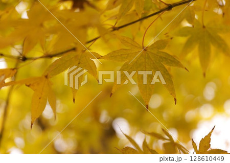 黄色に色づく紅葉 128610449