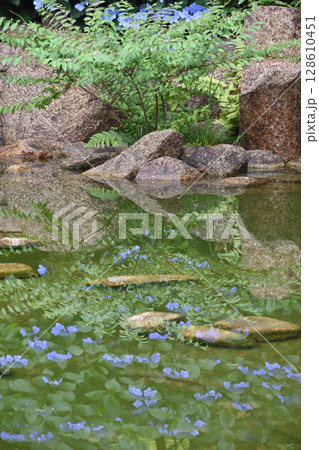 池の中の紫陽花 128610451