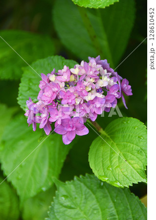 紫陽花 128610452