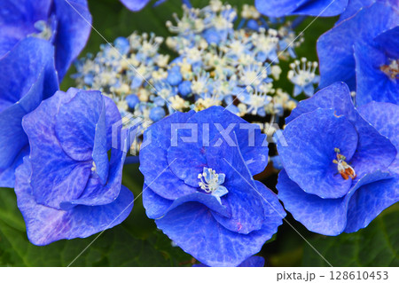紫陽花 128610453