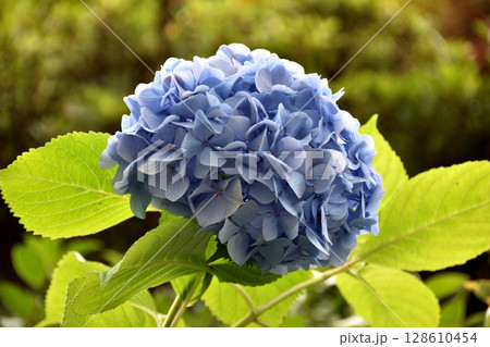 紫陽花 128610454