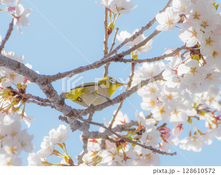 青空と桜とメジロ 128610572
