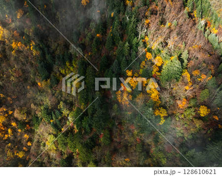 Aerial view of beautiful autumn forest landscape in sunrise Aerial view of beautiful autumn forest landscape in sunrise 128610621