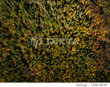 Aerial view of beautiful autumn forest landscape Aerial view of beautiful autumn forest landscape 128610630