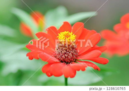 Zinnia violacea Cav, Z violacea or Plantae, Asteraceae or Magnoliopsida or Zinnia violacea or red flower 128610765