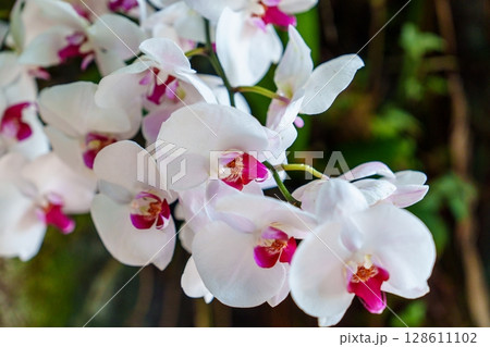 Elegant White Orchid Blooms Displaying Delicate Pink Centers in Close-Up View Elegant White Orchid Blooms Displaying Delicate Pink Centers in Close-Up View 128611102