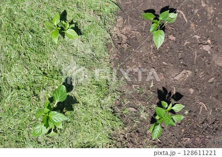 Mulching the topsoil on a vegetable bed with mowed grass from the lawn. production of biohumus organic fertilizer. Earth erosion. Mulching the topsoil on a vegetable bed with mowed grass from the lawn. production of biohumus organic fertilizer. Earth erosion. 128611221