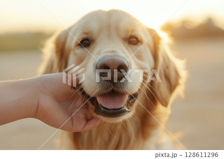 Gentle Golden Retriever with Paw Resting in Sunlight Gentle Golden Retriever with Paw Resting in Sunlight 128611296