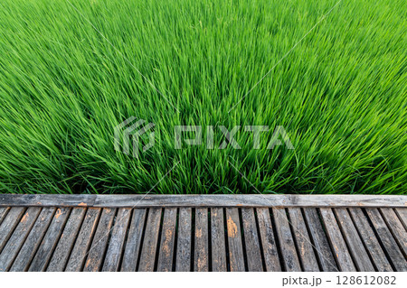 Lush Green Rice Field with Rustic Wooden Walkway in Natural Setting 128612082