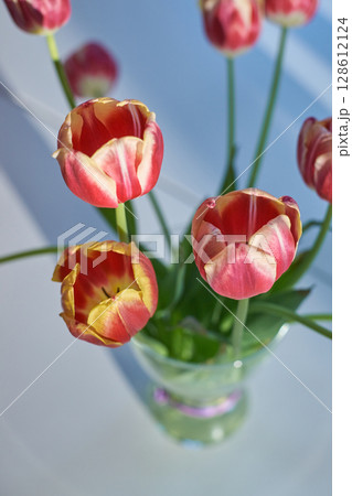 Close-up of red tulips with yellow edges in a glass vase on a sunlit surface 128612124