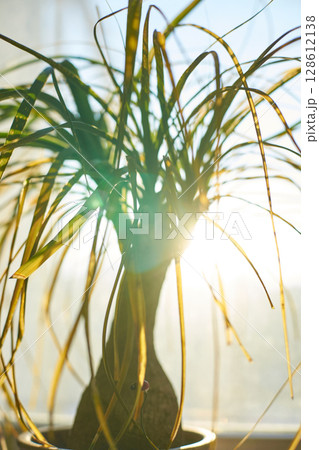 Sunlit ponytail palm with long leaves and bulbous base in bright indoor setting 128612138