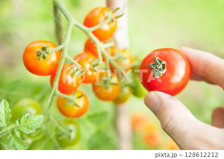ミニトマトを収穫する 128612212