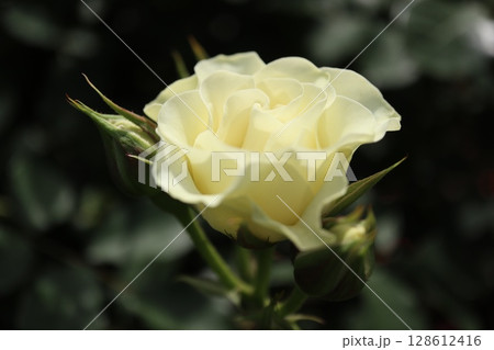 綺麗に咲いた白いバラ 128612416