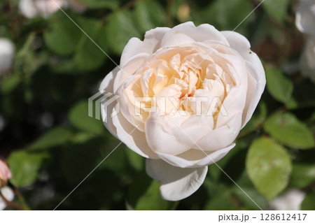 綺麗に咲いた白いバラ 綺麗に咲いた白いバラ 128612417