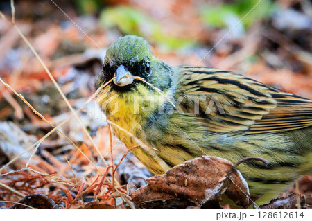 スズメの様なふっくらした姿と黄色い胸をして、美しい囀りを聞かせる漂鳥のアオジ スズメの様なふっくらした姿と黄色い胸をして、美しい囀りを聞かせる漂鳥のアオジ 128612614