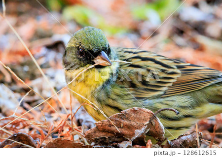 スズメの様なふっくらした姿と黄色い胸をして、美しい囀りを聞かせる漂鳥のアオジ 128612615