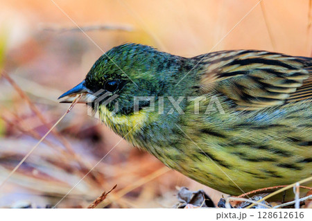 スズメの様なふっくらした姿と黄色い胸をして、美しい囀りを聞かせる漂鳥のアオジ スズメの様なふっくらした姿と黄色い胸をして、美しい囀りを聞かせる漂鳥のアオジ 128612616