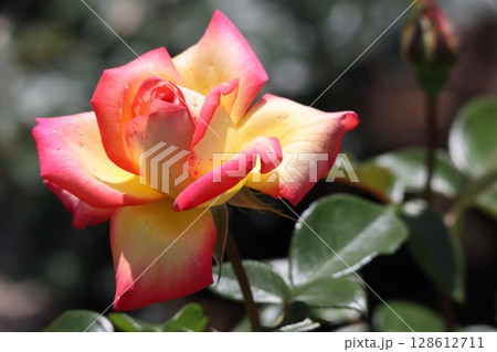 バラ園に咲くグラデーションが綺麗なバラの花 128612711