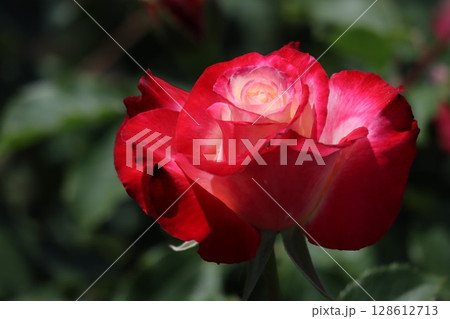 バラ園に咲くグラデーションが綺麗なバラの花 バラ園に咲くグラデーションが綺麗なバラの花 128612713