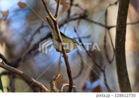 ホーホケッキョとお馴染みの声はすれども姿を見せない春告げ鳥 ウグイス 128612730