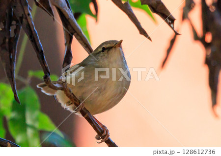 ホーホケッキョとお馴染みの声はすれども姿を見せない春告げ鳥 ウグイス ホーホケッキョとお馴染みの声はすれども姿を見せない春告げ鳥 ウグイス 128612736