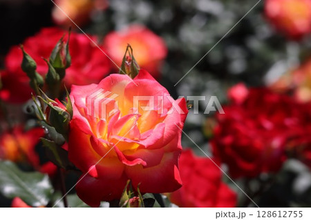 バラ園に咲くグラデーションが綺麗なバラの花 バラ園に咲くグラデーションが綺麗なバラの花 128612755