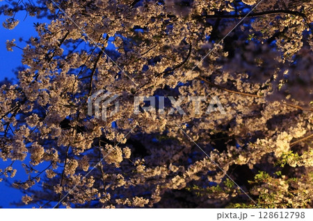照明に浮かび上がる満開の桜　上野公園の夜桜 128612798