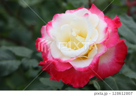 バラ園に咲くグラデーションが綺麗なバラの花 128612807