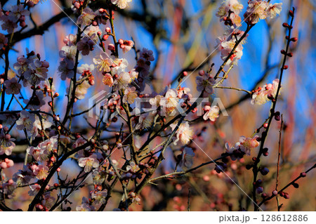 春を告げる花　ウメ 128612886