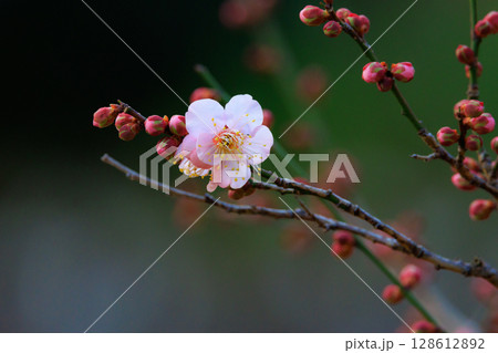 春を告げる花　ウメ 128612892