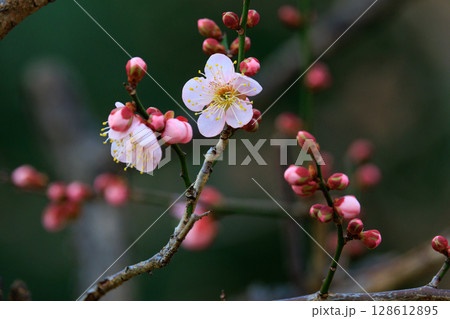春を告げる花 ウメ 春を告げる花 ウメ 128612895