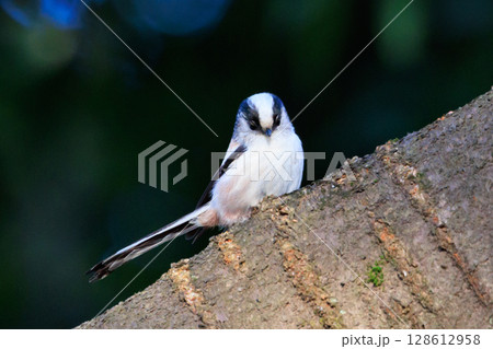 愛くるしい仕草で人気者の小さな白い鳥 エナガ 愛くるしい仕草で人気者の小さな白い鳥 エナガ 128612958